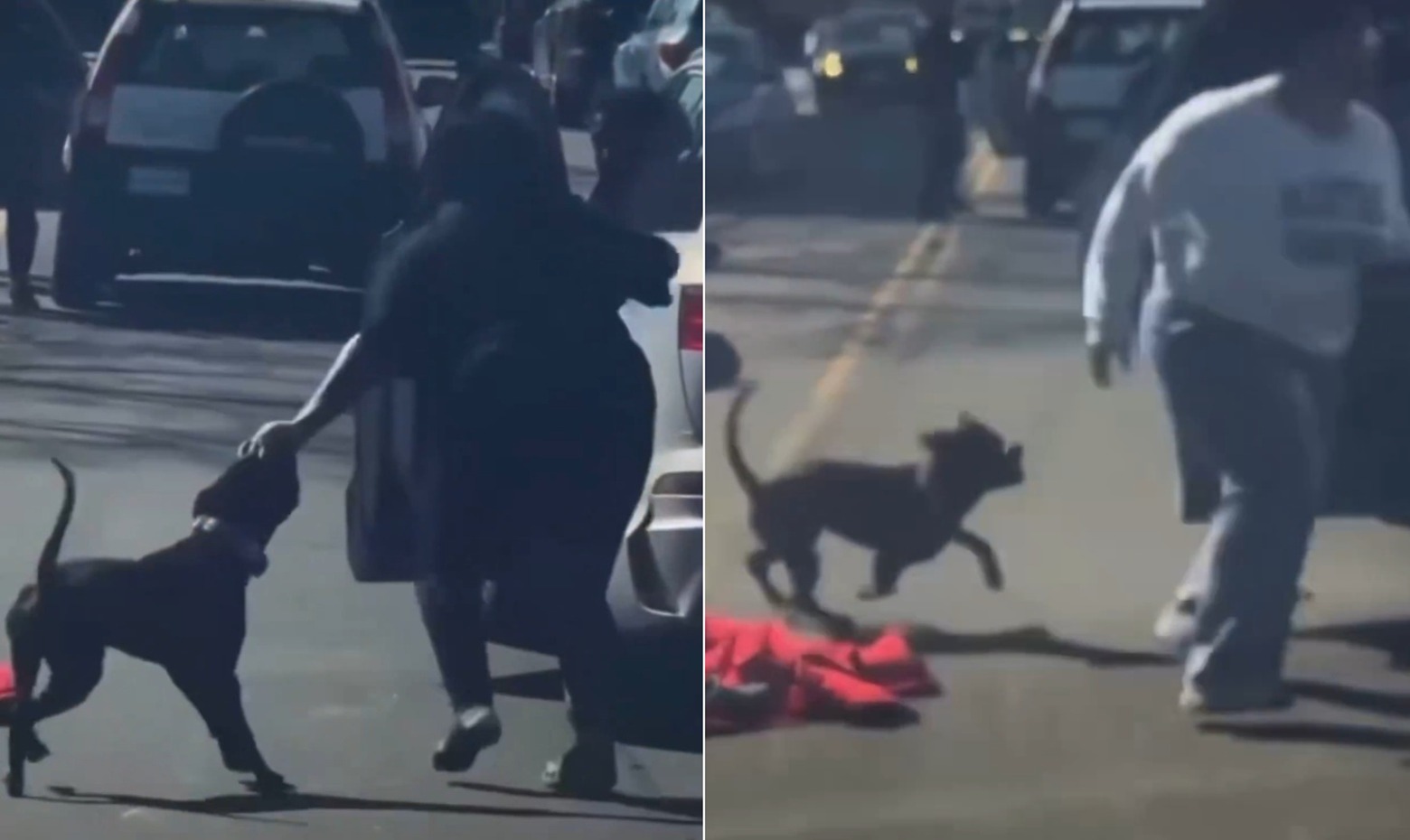 Woman Mauled by Dog in Shocking NYC Street Attack as Bystanders Record Video