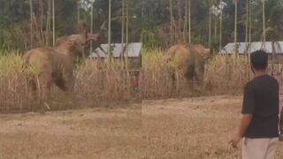 Man Attacked, Ragdolled By Angry Elephant (Another Angle)