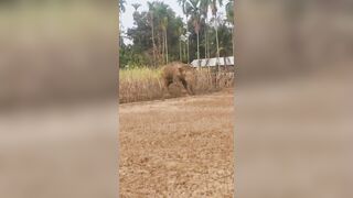 Man Attacked, Ragdolled By Angry Elephant (Another Angle)