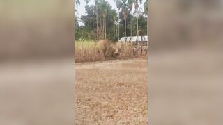 Man Attacked, Ragdolled By Angry Elephant (Another Angle)