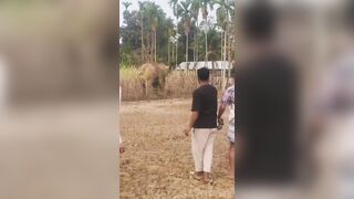 Man Attacked, Ragdolled By Angry Elephant (Another Angle)