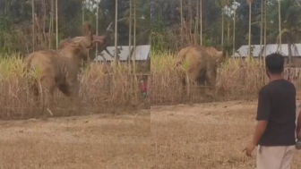 Man Attacked, Ragdolled By Angry Elephant (Another Angle)