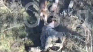 Dog eating a Ukrainian penis.