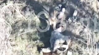 Dog eating a Ukrainian penis.
