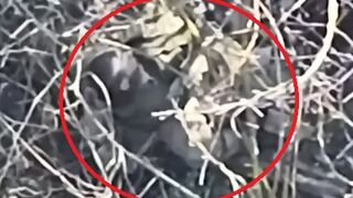 The Orc was found among the bushes and eliminated