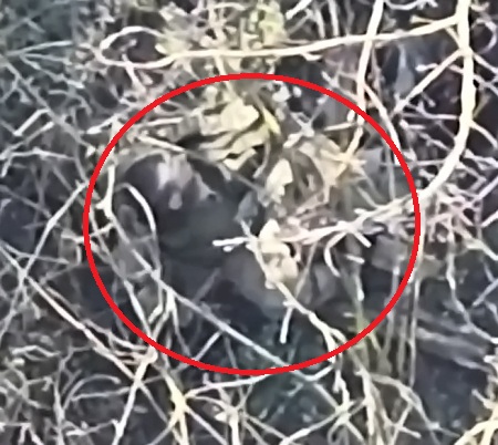 The Orc was found among the bushes and eliminated