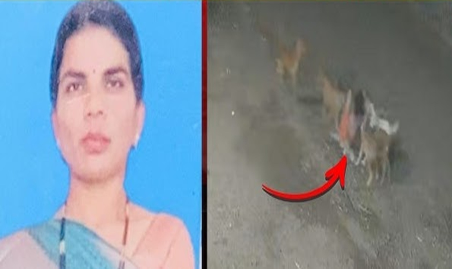 Stray Dogs Brutally Kill Woman in Chakan; CCTV Captures Fatal Attack