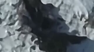 Orc ends romantic walk with suicide