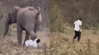 Man Stomped, Injured By Wild Elephant