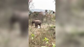 Man Stomped, Injured By Wild Elephant