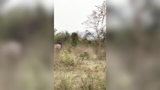 Man Stomped, Injured By Wild Elephant