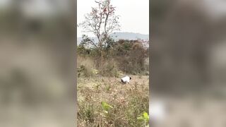 Man Stomped, Injured By Wild Elephant