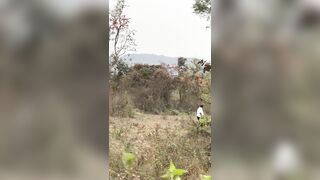 Man Stomped, Injured By Wild Elephant