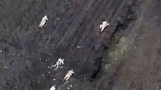 Effective attack on Orcs positions