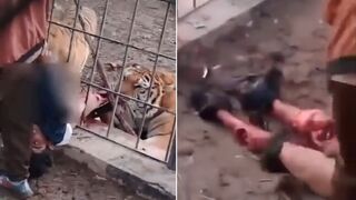 Horror at Baghdad Zoo: Siberian Tiger Reaches Through Bars, Mauls Visitor's Legs