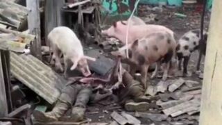 Pigs eating their Ukrainian brothers.