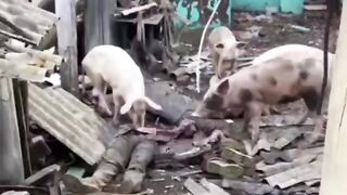 Pigs eating their Ukrainian brothers.
