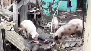 Pigs eating their Ukrainian brothers.