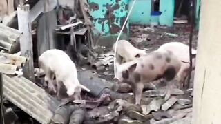 Pigs eating their Ukrainian brothers.