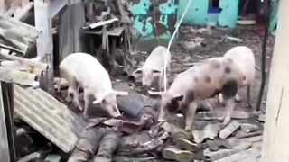 Pigs eating their Ukrainian brothers.