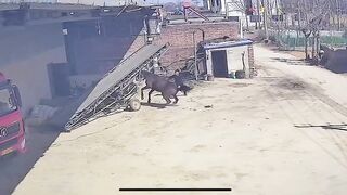 Man Attacked By Own Horse In China