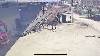 Man Attacked By Own Horse In China