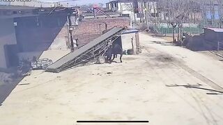 Man Attacked By Own Horse In China