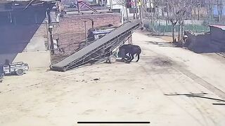 Man Attacked By Own Horse In China