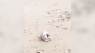 Dismembered Male Body Found On The Beach In  Brazil
