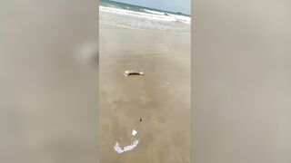 Dismembered Male Body Found On The Beach In  Brazil