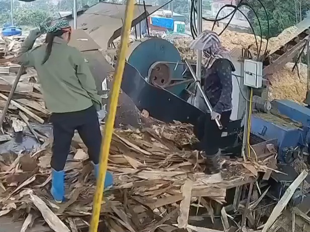 Female Worker Shredded By Wood Chipper