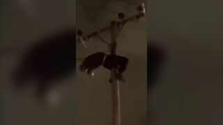 Homeless Man Electrocuted in Fiery Explosion While Stealing Cables from Power Pole