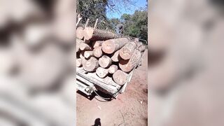 Man Is Crushed By Logs While Unloading them