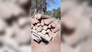 Man Is Crushed By Logs While Unloading them