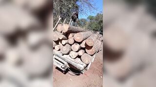 Man Is Crushed By Logs While Unloading them