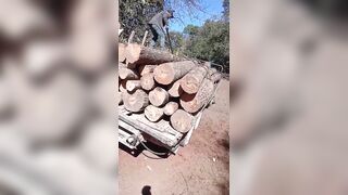 Man Is Crushed By Logs While Unloading them