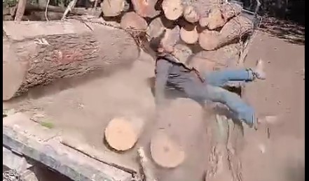 Man Is Crushed By Logs While Unloading them