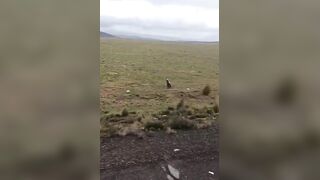Terrible Crash In Peru