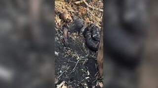 Corpses of UA soldiers in the direction of Pokrovsk