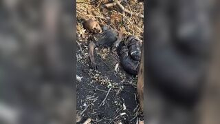 Corpses of UA soldiers in the direction of Pokrovsk