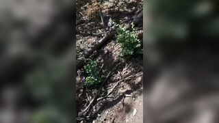 Corpses of UA soldiers in the direction of Pokrovsk
