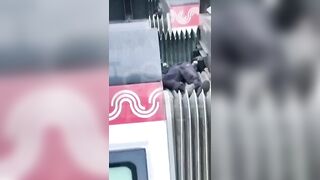 Another Train Surfer Dies in Moscow (more views)