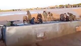 Bus Overturns into Water in Afghanistan