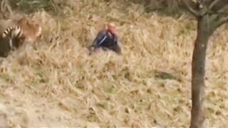 Human Vs Animal Game（Compilation）