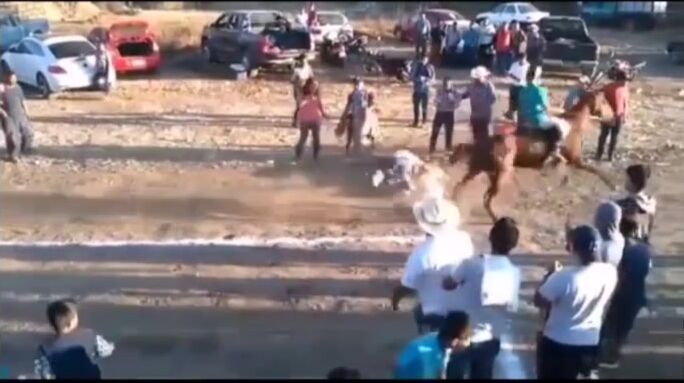 Human Vs Animal Game（Compilation）
