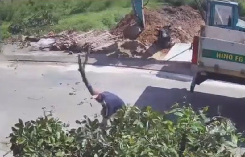 Elderly Man Killed by Falling Branch While Walking Under Pruning Site