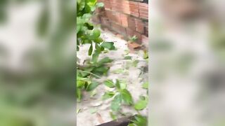 Chicken Thief Caught Red Handed And Punished In Favela