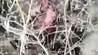 Seriously injured Orc with torn face commits suicide