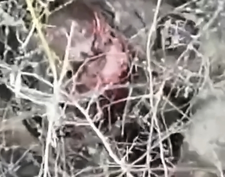 Seriously injured Orc with torn face commits suicide