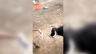 FAFO: Man Gored By Bull During Event In Colombia